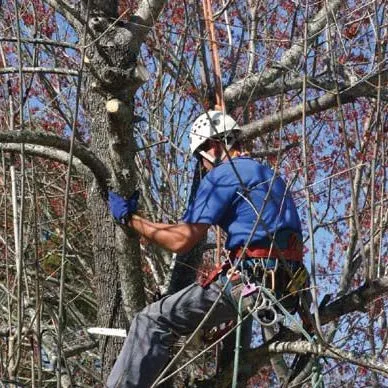 thumbnail for publication: Cleaning Up after a Hurricane: Get the Right Tree Care Professional